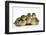 Three Mallard (Anas Platyrhynchos) Ducklings, 1 Week Old, Captive-Mark Taylor-Framed Photographic Print