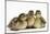 Three Mallard (Anas Platyrhynchos) Ducklings, 1 Week Old, Captive-Mark Taylor-Mounted Photographic Print