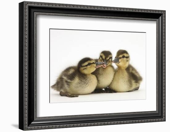 Three Mallard (Anas Platyrhynchos) Ducklings, 1 Week Old, Captive-Mark Taylor-Framed Photographic Print