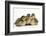 Three Mallard (Anas Platyrhynchos) Ducklings, 1 Week Old, Captive-Mark Taylor-Framed Photographic Print