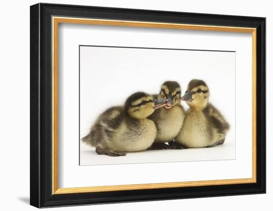 Three Mallard (Anas Platyrhynchos) Ducklings, 1 Week Old, Captive-Mark Taylor-Framed Photographic Print