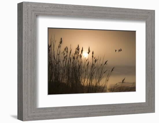 Three Mallard Ducks-Adrian Campfield-Framed Photographic Print