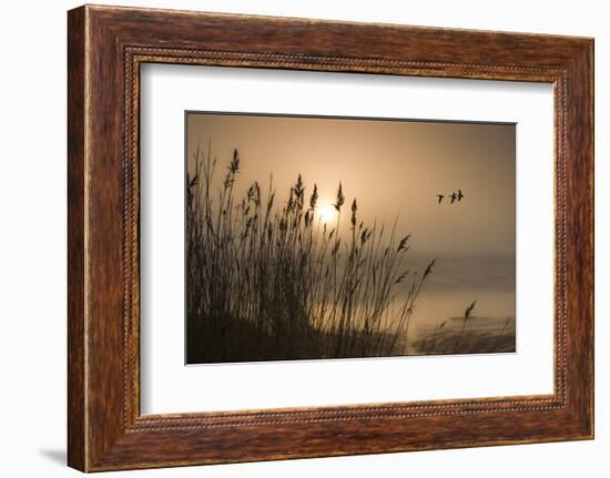 Three Mallard Ducks-Adrian Campfield-Framed Photographic Print