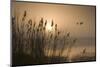 Three Mallard Ducks-Adrian Campfield-Mounted Photographic Print