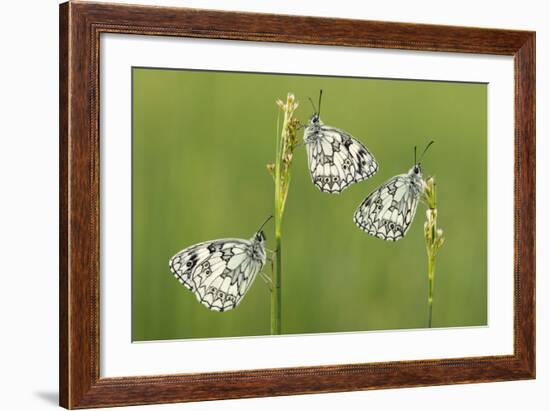 Three Marbled White Butterflies (Melanargia Galathea) Resting On Reeds, Devon, UK, July-Ross Hoddinott-Framed Photographic Print