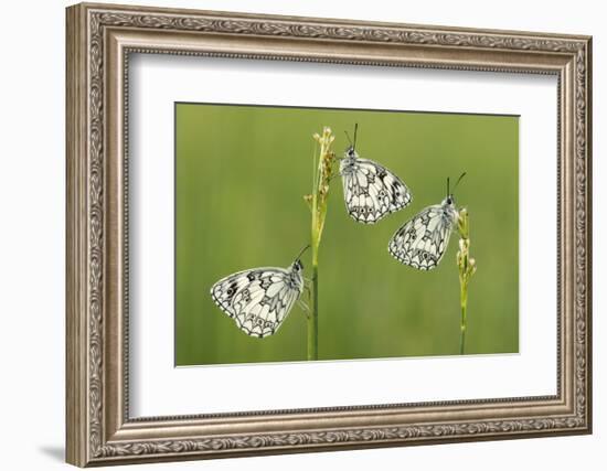 Three Marbled White Butterflies (Melanargia Galathea) Resting On Reeds, Devon, UK, July-Ross Hoddinott-Framed Photographic Print