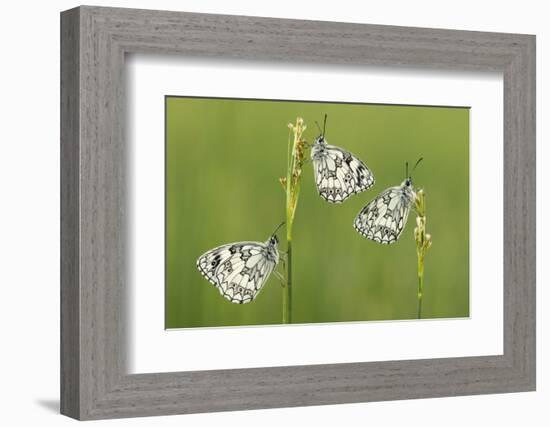 Three Marbled White Butterflies (Melanargia Galathea) Resting On Reeds, Devon, UK, July-Ross Hoddinott-Framed Photographic Print