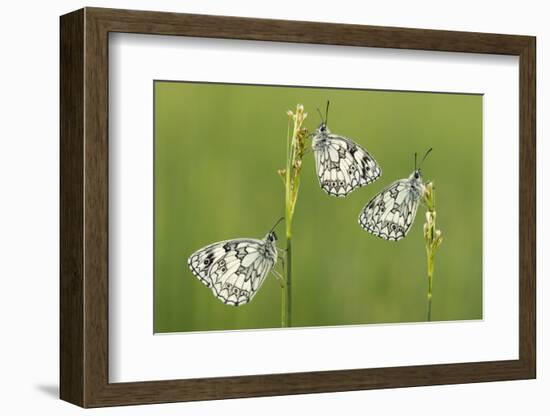 Three Marbled White Butterflies (Melanargia Galathea) Resting On Reeds, Devon, UK, July-Ross Hoddinott-Framed Photographic Print