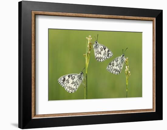 Three Marbled White Butterflies (Melanargia Galathea) Resting On Reeds, Devon, UK, July-Ross Hoddinott-Framed Photographic Print