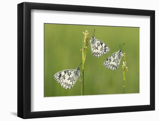 Three Marbled White Butterflies (Melanargia Galathea) Resting On Reeds, Devon, UK, July-Ross Hoddinott-Framed Photographic Print