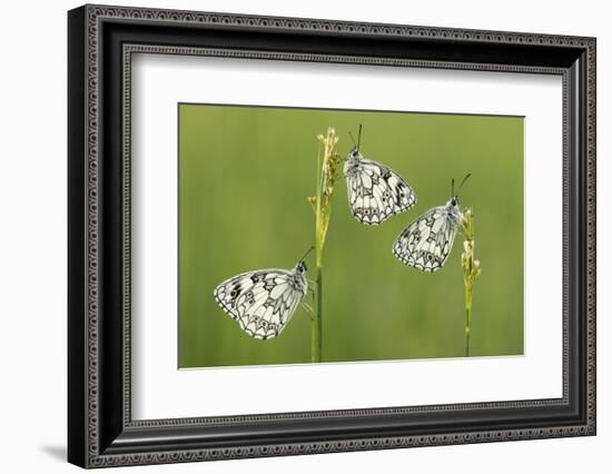 Three Marbled White Butterflies (Melanargia Galathea) Resting On Reeds, Devon, UK, July-Ross Hoddinott-Framed Photographic Print