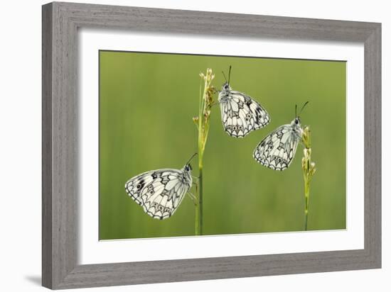 Three Marbled White Butterflies (Melanargia Galathea) Resting On Reeds, Devon, UK, July-Ross Hoddinott-Framed Photographic Print