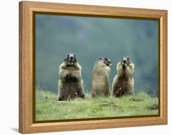 Three Marmots-null-Framed Stretched Canvas