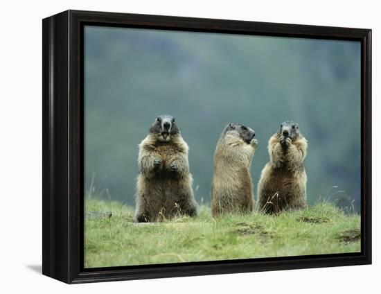 Three Marmots-null-Framed Stretched Canvas