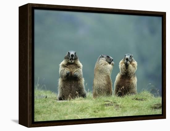 Three Marmots-null-Framed Stretched Canvas