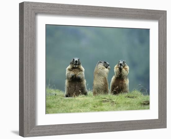 Three Marmots-null-Framed Photo