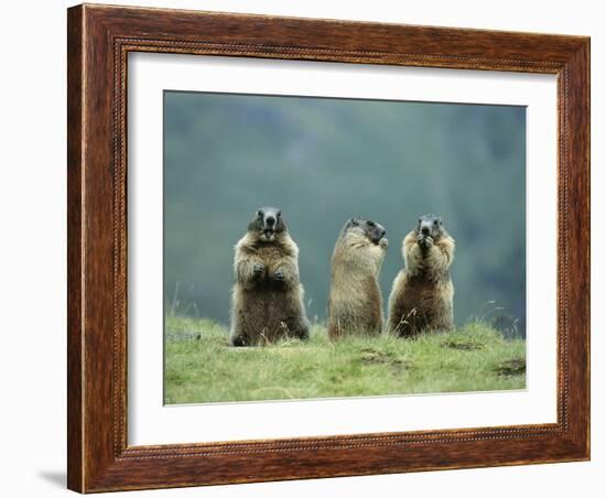 Three Marmots-null-Framed Photo