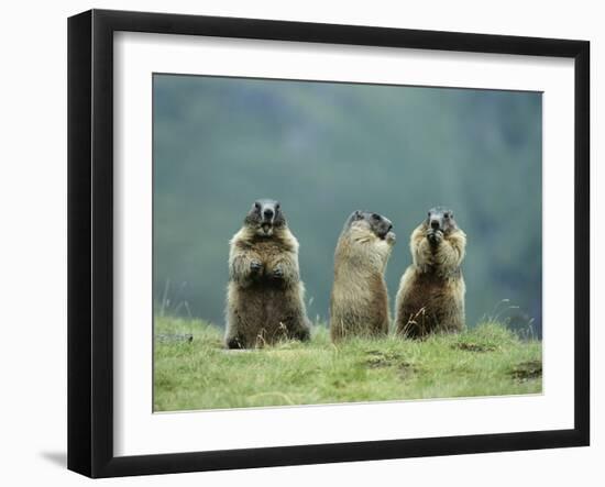 Three Marmots-null-Framed Photo