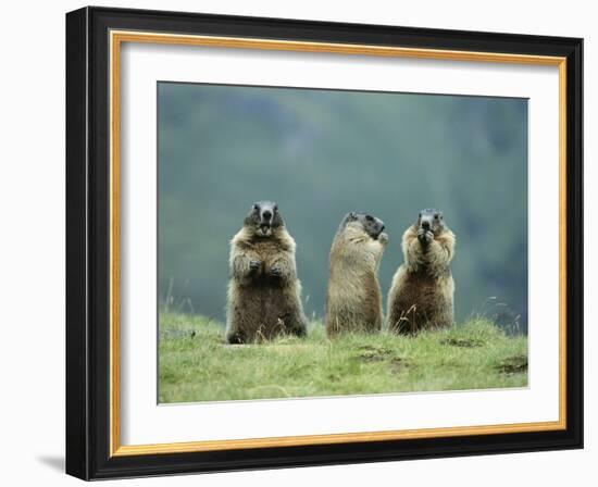 Three Marmots-null-Framed Photo