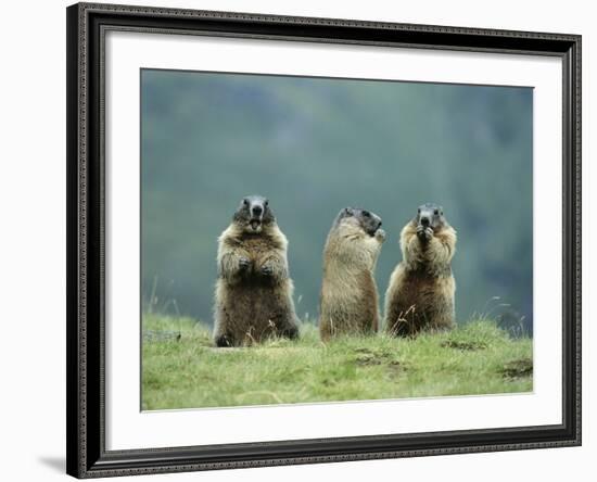 Three Marmots-null-Framed Photo