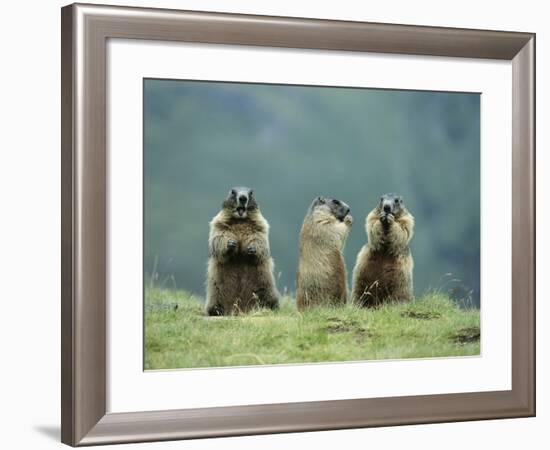 Three Marmots-null-Framed Photo