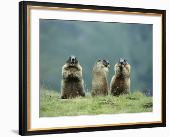 Three Marmots-null-Framed Photo