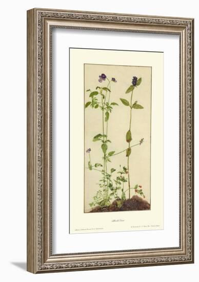 Three Medicinal Herbs: Pansy, Brunella, Anagallis-Albrecht Dürer-Framed Collectable Print