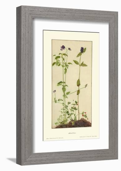 Three Medicinal Herbs: Pansy, Brunella, Anagallis-Albrecht Dürer-Framed Collectable Print