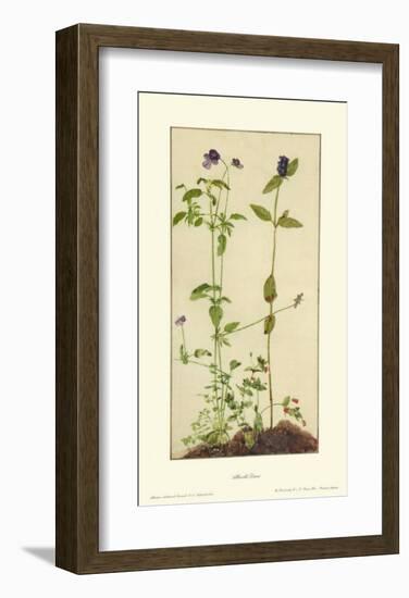 Three Medicinal Herbs: Pansy, Brunella, Anagallis-Albrecht Dürer-Framed Collectable Print