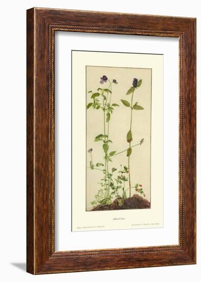 Three Medicinal Herbs: Pansy, Brunella, Anagallis-Albrecht Dürer-Framed Collectable Print