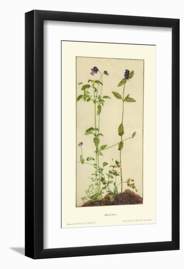 Three Medicinal Herbs: Pansy, Brunella, Anagallis-Albrecht Dürer-Framed Collectable Print