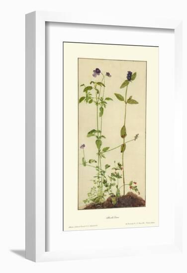 Three Medicinal Herbs: Pansy, Brunella, Anagallis-Albrecht Dürer-Framed Collectable Print