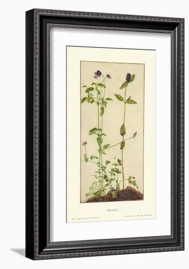 Three Medicinal Herbs: Pansy, Brunella, Anagallis-Albrecht Dürer-Framed Collectable Print