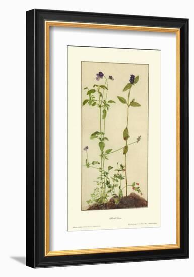 Three Medicinal Herbs: Pansy, Brunella, Anagallis-Albrecht Dürer-Framed Collectable Print