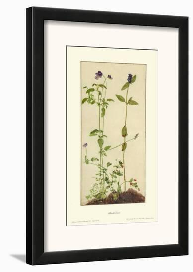 Three Medicinal Herbs: Pansy, Brunella, Anagallis-Albrecht Dürer-Framed Art Print