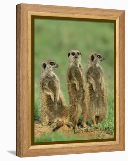 Three Meerkats (Suricates), Suricata Suricatta, Addo National Park, South Africa, Africa-Ann & Steve Toon-Framed Premier Image Canvas