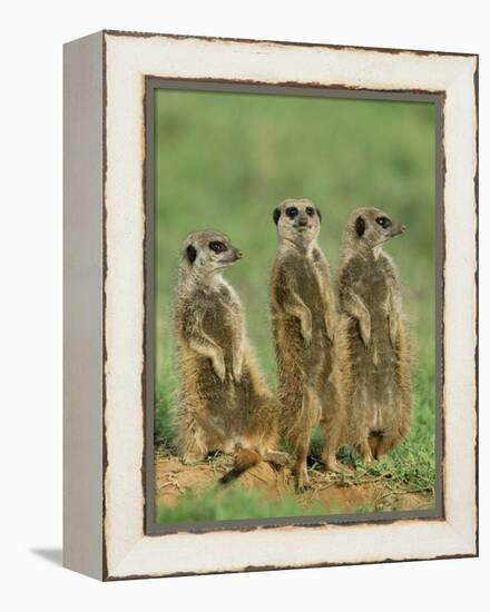 Three Meerkats (Suricates), Suricata Suricatta, Addo National Park, South Africa, Africa-Ann & Steve Toon-Framed Premier Image Canvas