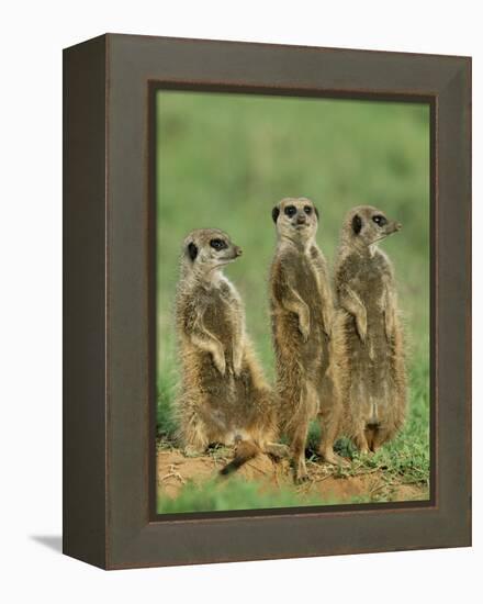 Three Meerkats (Suricates), Suricata Suricatta, Addo National Park, South Africa, Africa-Ann & Steve Toon-Framed Premier Image Canvas