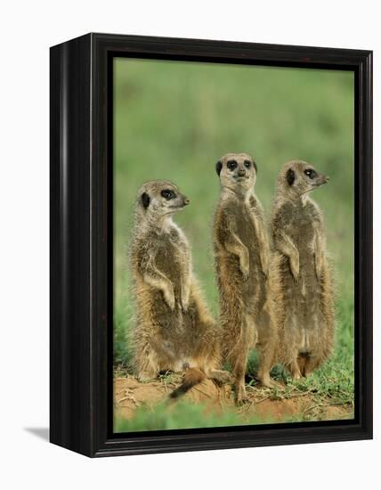 Three Meerkats (Suricates), Suricata Suricatta, Addo National Park, South Africa, Africa-Ann & Steve Toon-Framed Premier Image Canvas