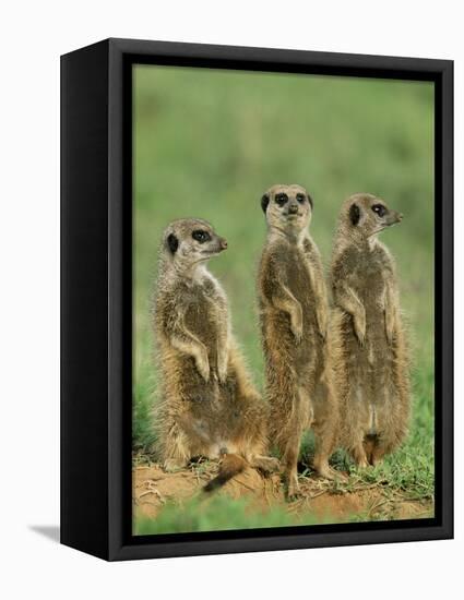 Three Meerkats (Suricates), Suricata Suricatta, Addo National Park, South Africa, Africa-Ann & Steve Toon-Framed Premier Image Canvas