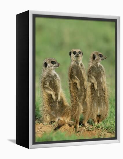 Three Meerkats (Suricates), Suricata Suricatta, Addo National Park, South Africa, Africa-Ann & Steve Toon-Framed Premier Image Canvas