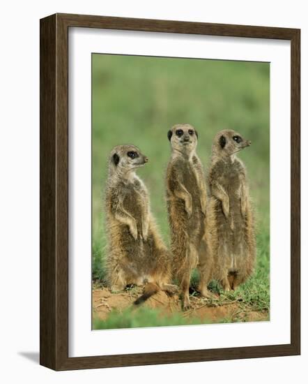 Three Meerkats (Suricates), Suricata Suricatta, Addo National Park, South Africa, Africa-Ann & Steve Toon-Framed Photographic Print