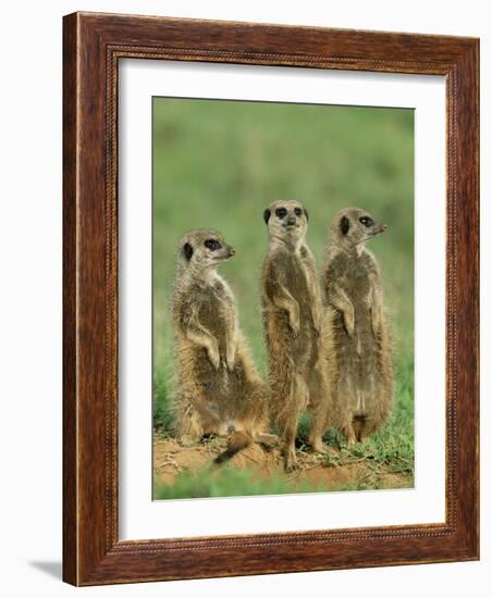 Three Meerkats (Suricates), Suricata Suricatta, Addo National Park, South Africa, Africa-Ann & Steve Toon-Framed Photographic Print