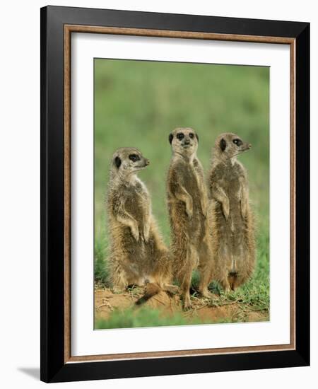 Three Meerkats (Suricates), Suricata Suricatta, Addo National Park, South Africa, Africa-Ann & Steve Toon-Framed Photographic Print