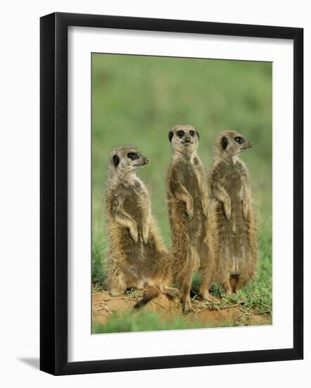 Three Meerkats (Suricates), Suricata Suricatta, Addo National Park, South Africa, Africa-Ann & Steve Toon-Framed Photographic Print