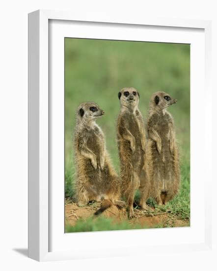 Three Meerkats (Suricates), Suricata Suricatta, Addo National Park, South Africa, Africa-Ann & Steve Toon-Framed Photographic Print