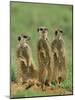 Three Meerkats (Suricates), Suricata Suricatta, Addo National Park, South Africa, Africa-Ann & Steve Toon-Mounted Photographic Print