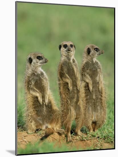 Three Meerkats (Suricates), Suricata Suricatta, Addo National Park, South Africa, Africa-Ann & Steve Toon-Mounted Photographic Print