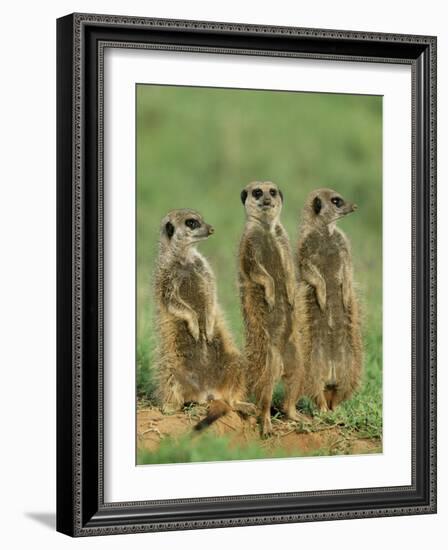 Three Meerkats (Suricates), Suricata Suricatta, Addo National Park, South Africa, Africa-Ann & Steve Toon-Framed Photographic Print