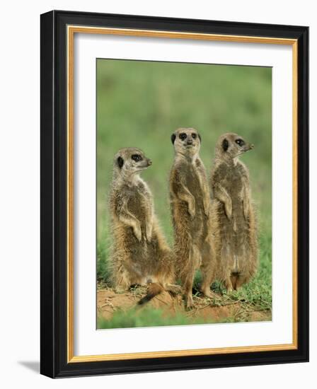 Three Meerkats (Suricates), Suricata Suricatta, Addo National Park, South Africa, Africa-Ann & Steve Toon-Framed Photographic Print